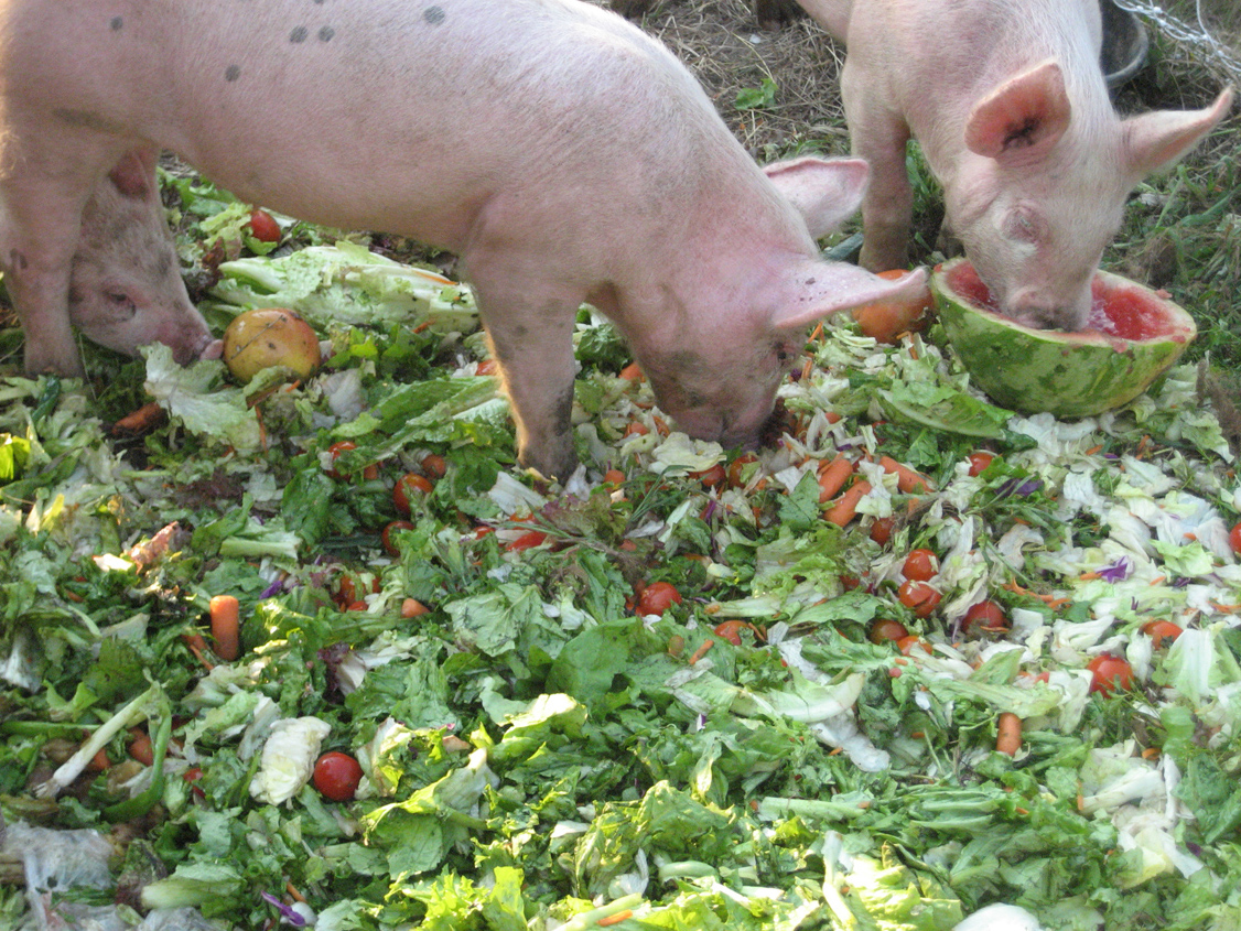 Cochon-mange-salade